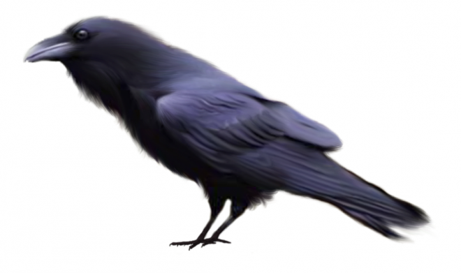 鳥_烏鴉_渡鴉_raven_raven
