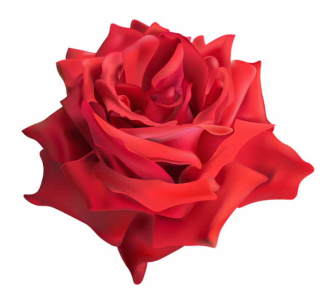 玫瑰_薔薇_花朵_花_玫瑰花_rose_rose