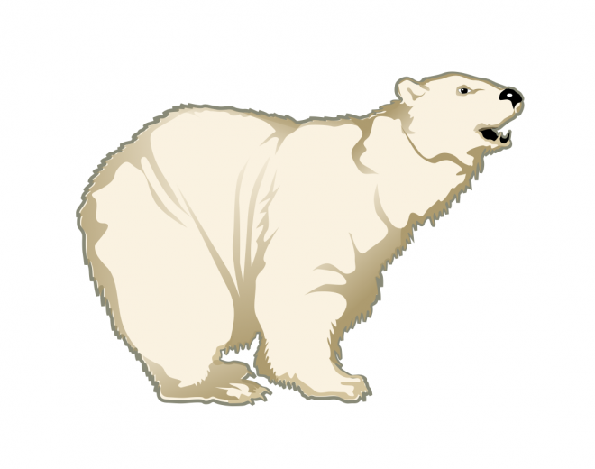 熊_北极熊_polar_bear_polar_bear