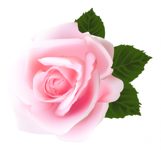 玫瑰_薔薇_花朵_花_玫瑰花_rose_rose