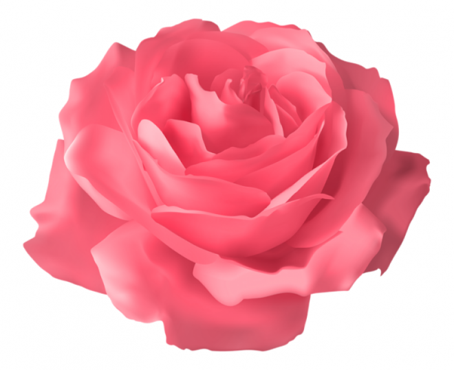 玫瑰_薔薇_花朵_花_玫瑰花_rose_rose