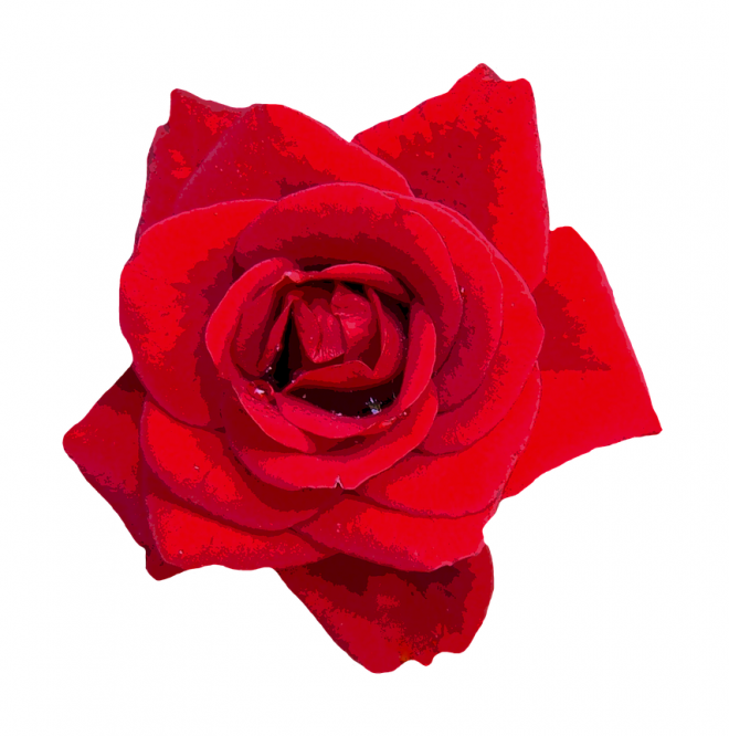玫瑰_薔薇_花朵_花_玫瑰花_rose_rose