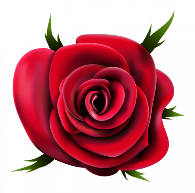 玫瑰_薔薇_花朵_花_玫瑰花_rose_rose