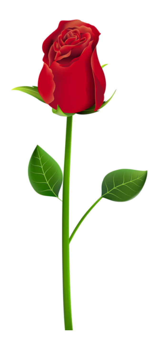 玫瑰_薔薇_花朵_花_玫瑰花_rose_rose