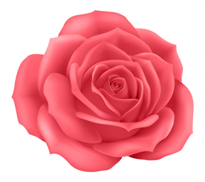 玫瑰_薔薇_花朵_花_玫瑰花_rose_rose