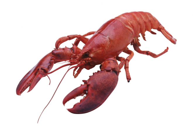 红色_龙虾_小龙虾_虾_lobster_lobster