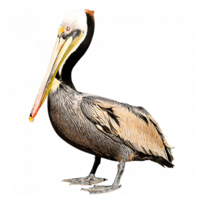 鳥_鵜鶘_塘鵝_pelican_pelican