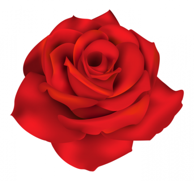 玫瑰_薔薇_花朵_花_玫瑰花_rose_rose