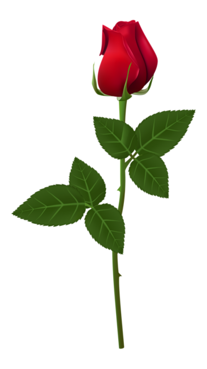 玫瑰_薔薇_花朵_花_玫瑰花_rose_rose