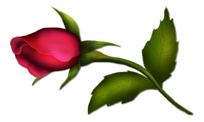 玫瑰_薔薇_花朵_花_玫瑰花_rose_rose