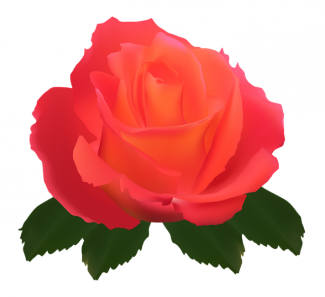 玫瑰_薔薇_花朵_花_玫瑰花_rose_rose
