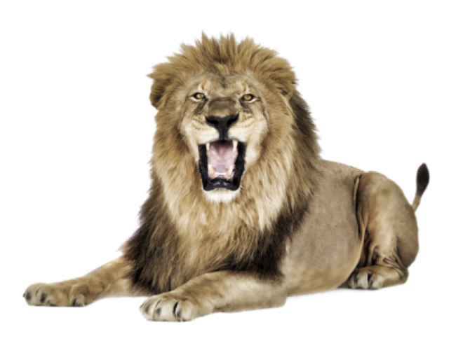狮子_狮_lion_lion