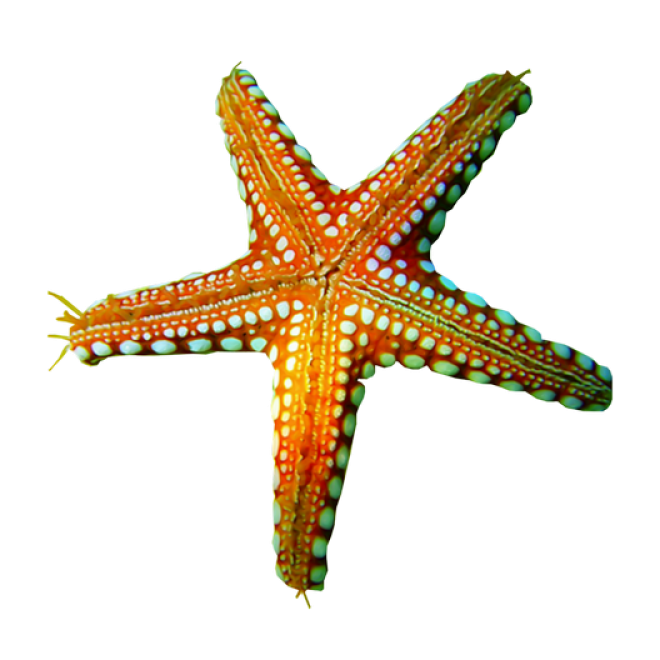 海星_星鱼_starfish_starfish