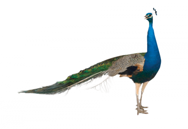 鳥_孔雀_藍(lán)孔雀_peacock_peacock