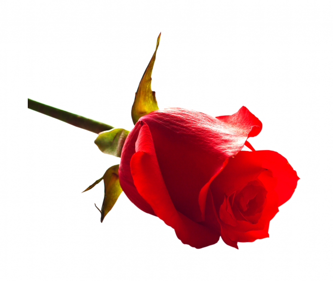 玫瑰_薔薇_花朵_花_玫瑰花_rose_rose