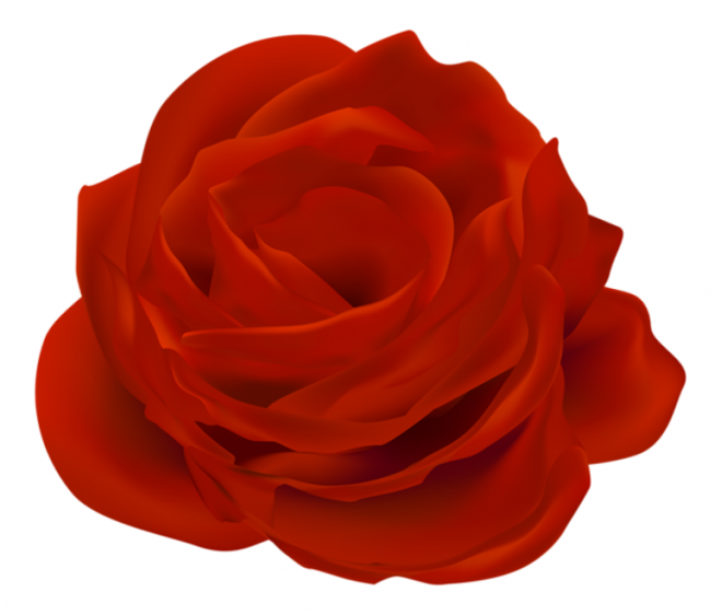 玫瑰_薔薇_花朵_花_玫瑰花_rose_rose