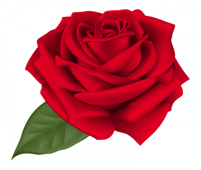 玫瑰_薔薇_花朵_花_玫瑰花_rose_rose