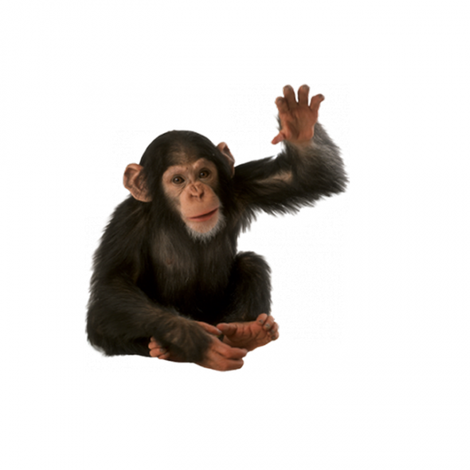 猴子_猴_monkey_monkey
