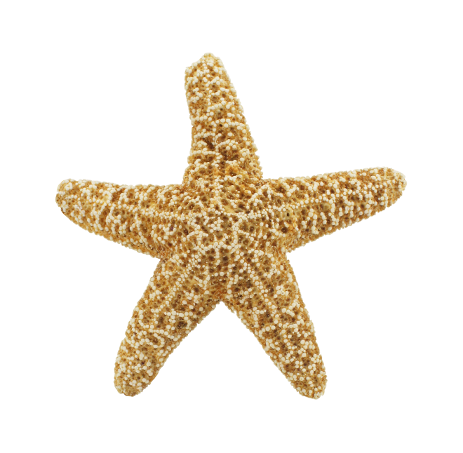 海星_星鱼_starfish_starfish