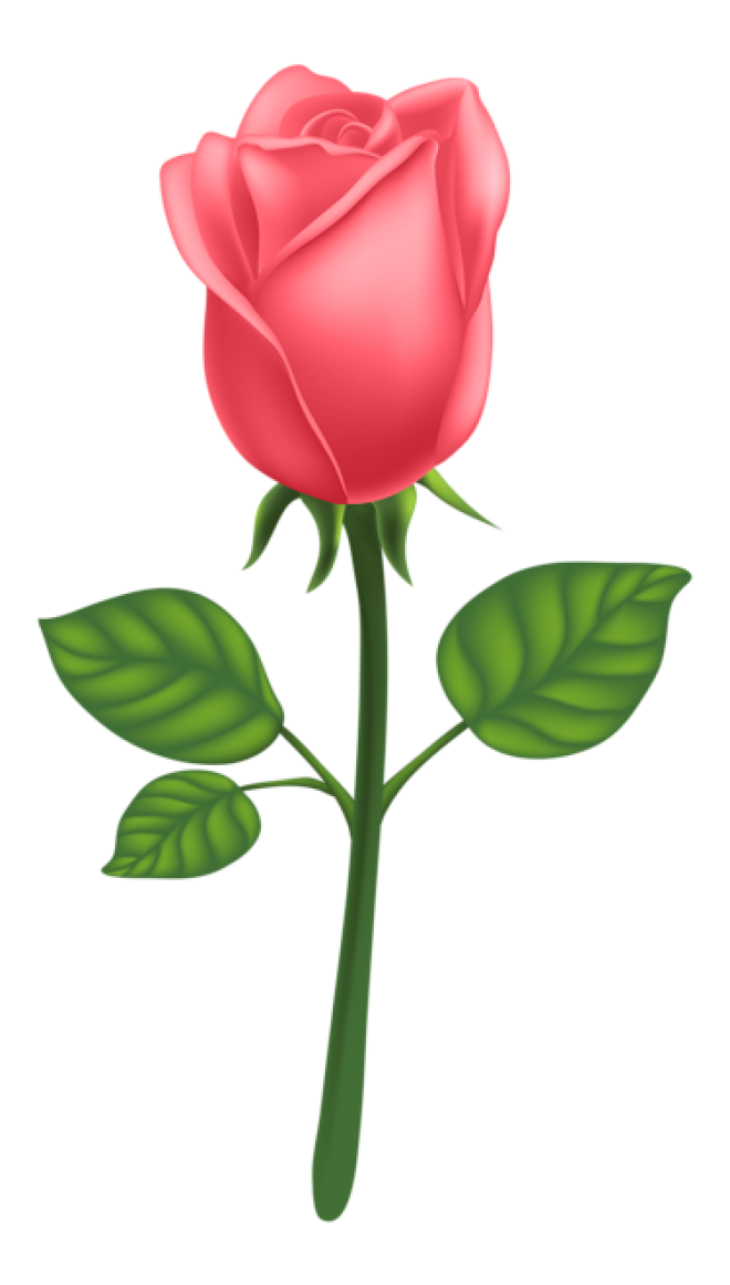 玫瑰_薔薇_花朵_花_玫瑰花_rose_rose