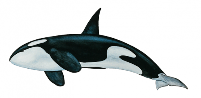虎鯨_鯨魚_逆戟鯨_killer_whale_killer_whale