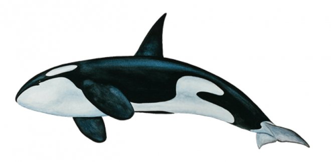 虎鲸_鲸鱼_逆戟鲸_killer_whale_killer_whale