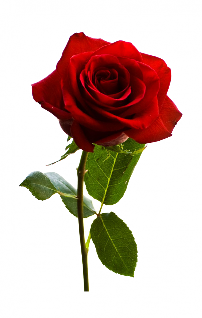玫瑰_薔薇_花朵_花_玫瑰花_rose_rose