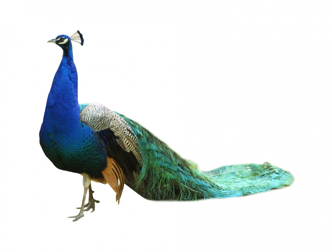 鳥_孔雀_藍(lán)孔雀_peacock_peacock