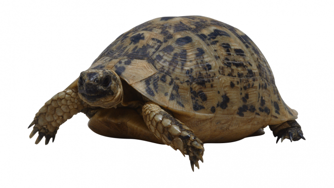海龜_龜_水龜_陸龜_turtle_turtle