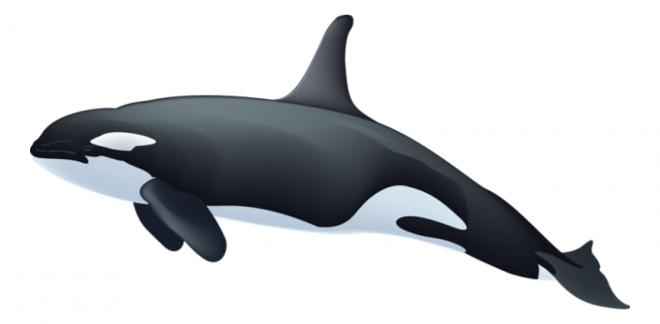 鯨魚_鯨_whale_whale