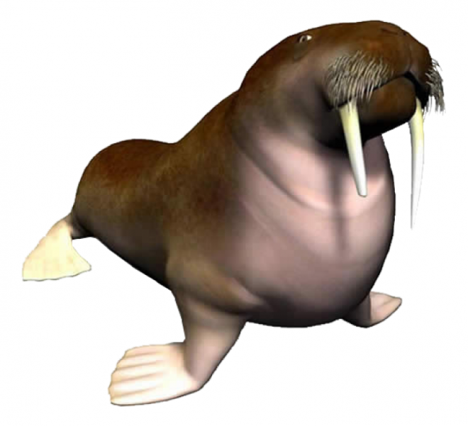 海象_walrus_walrus