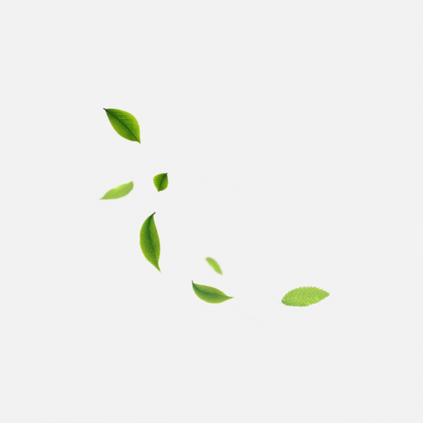 葉子png