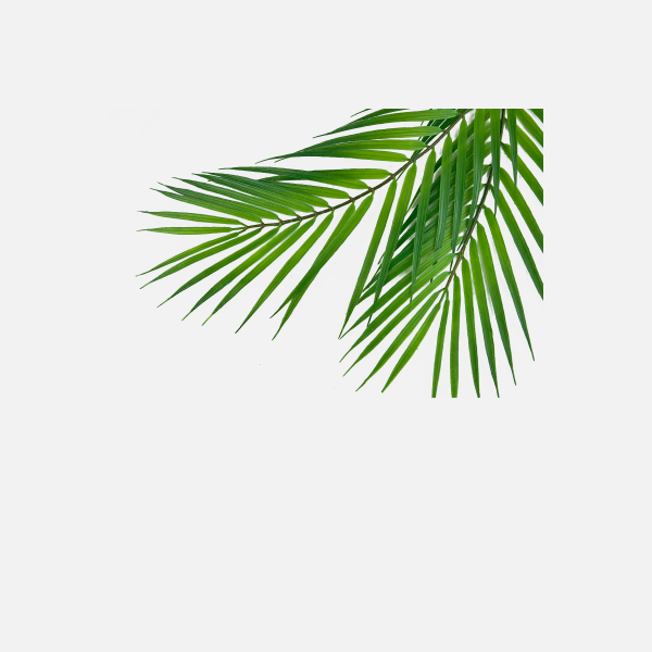 綠植