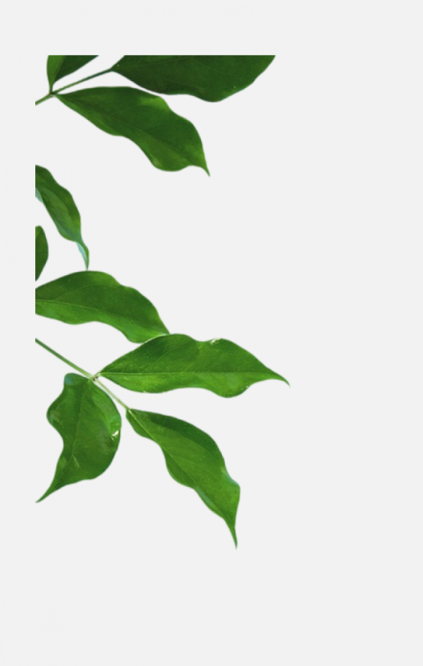 葉子樹葉png
