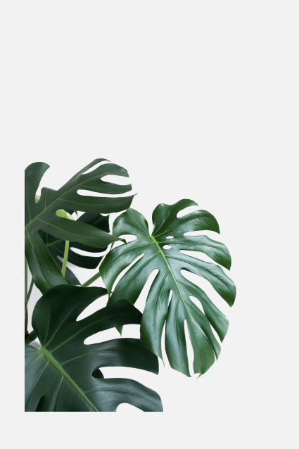 葉子樹葉png