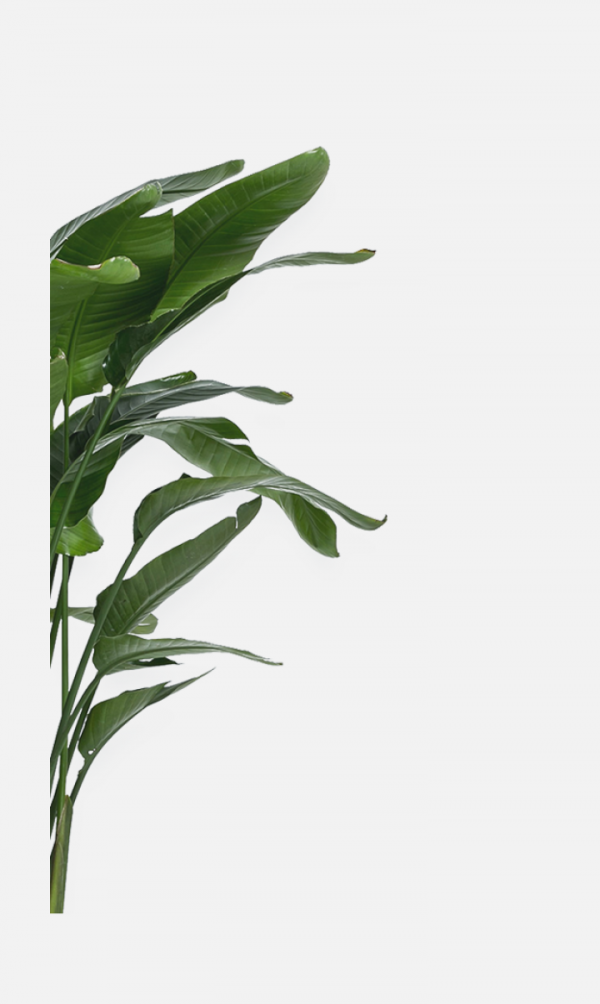 芭蕉樹葉子png
