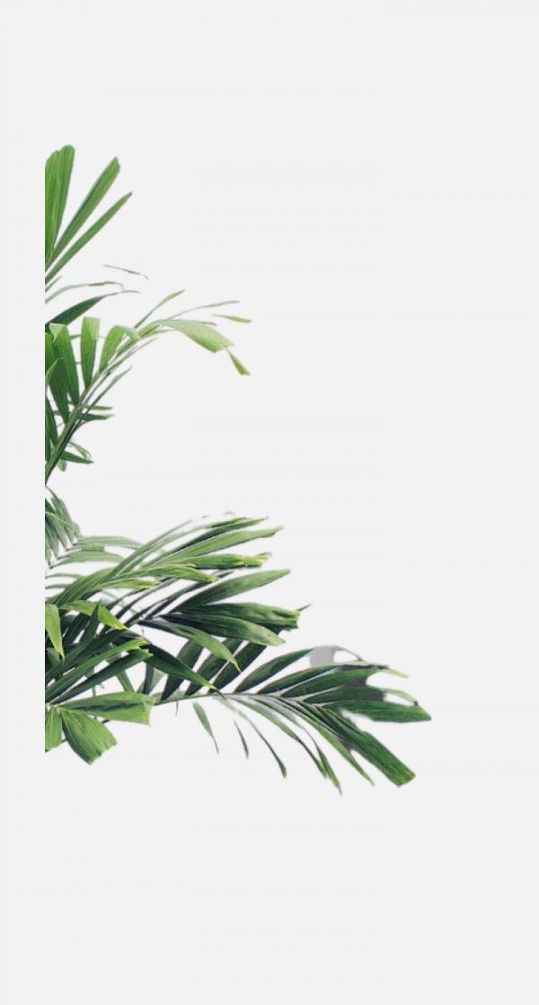 綠植 樹葉葉子png