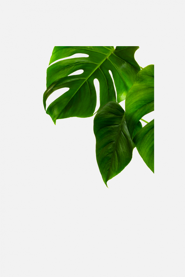 綠植點綴葉子綠葉