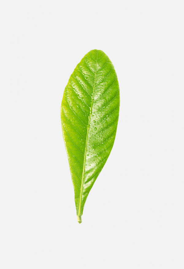 枇杷葉