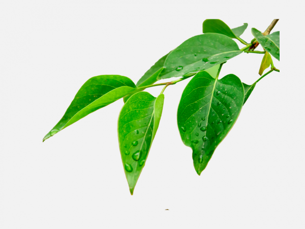 發芽的樹枝葉子