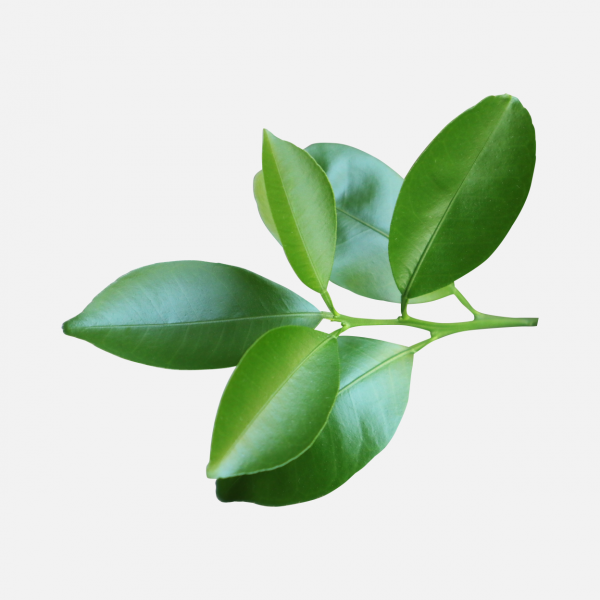樹葉 葉子