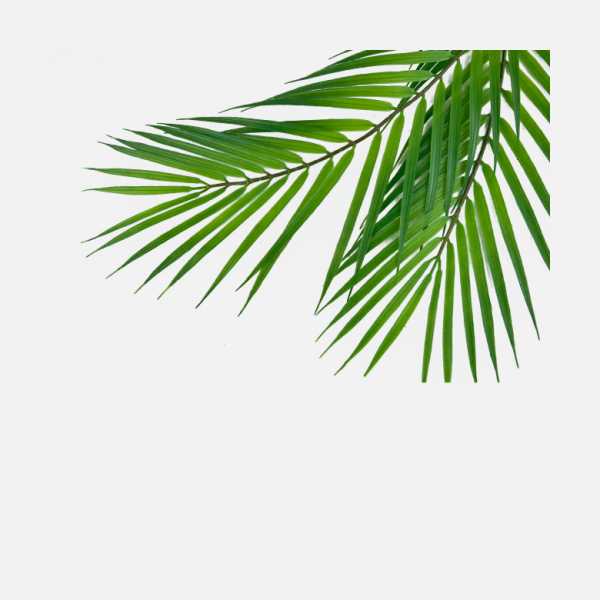 椰子葉