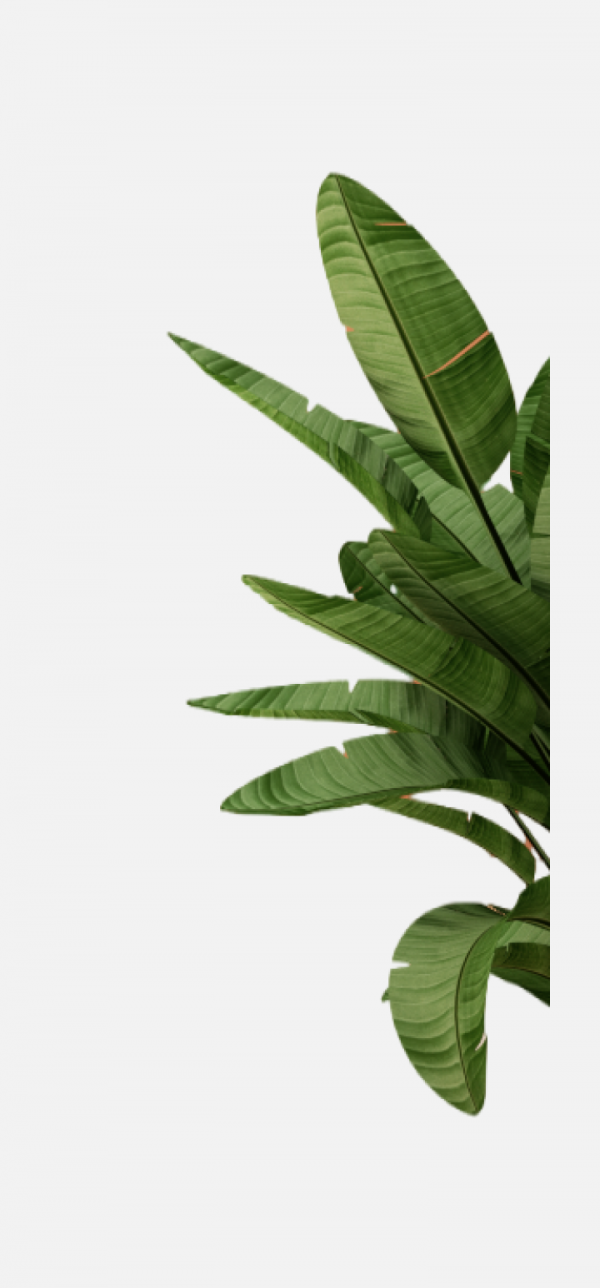 芭蕉葉png