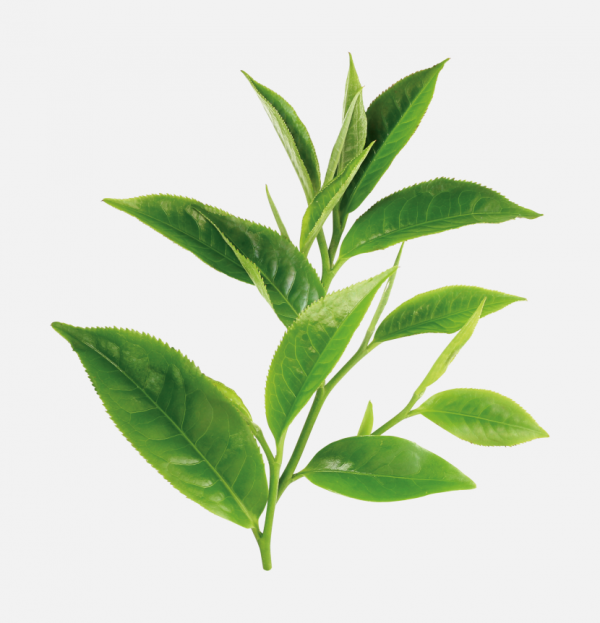 茶樹(shù)綠茶茶葉綠葉樹(shù)枝