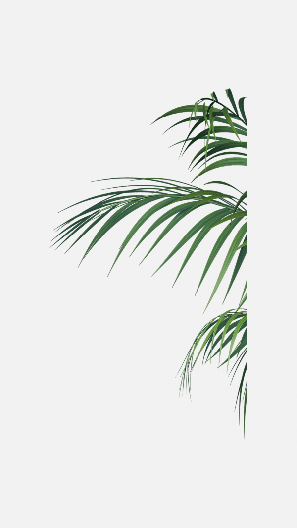 樹葉葉子png