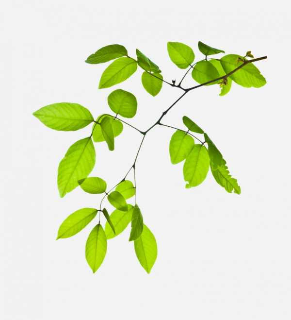 枝葉素材