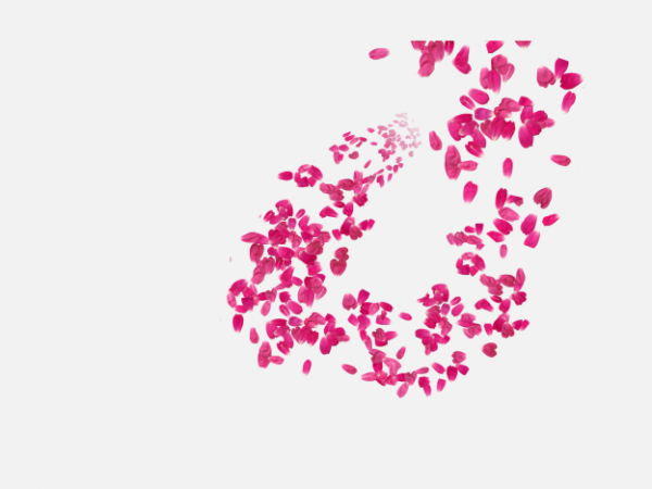 花瓣P(guān)NG素材