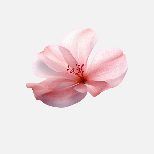 粉色花朵