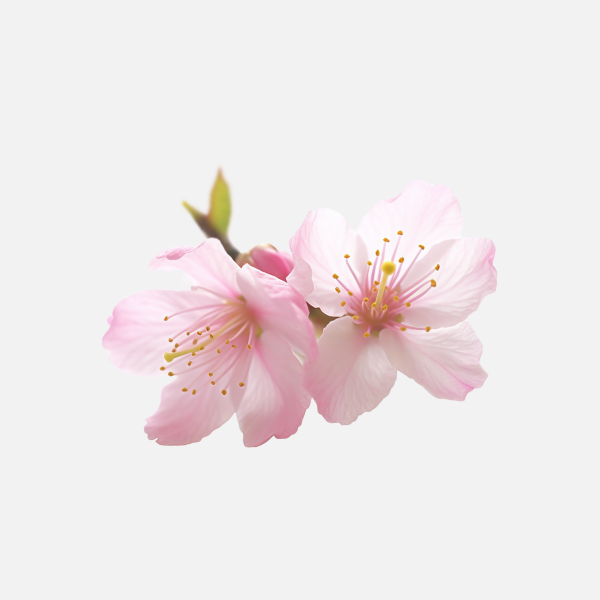 浪漫粉色櫻花花朵