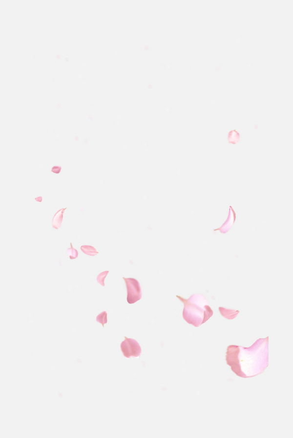 花瓣飄落免摳素材